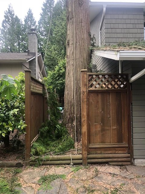 Cedar tree growing right into the side of a house