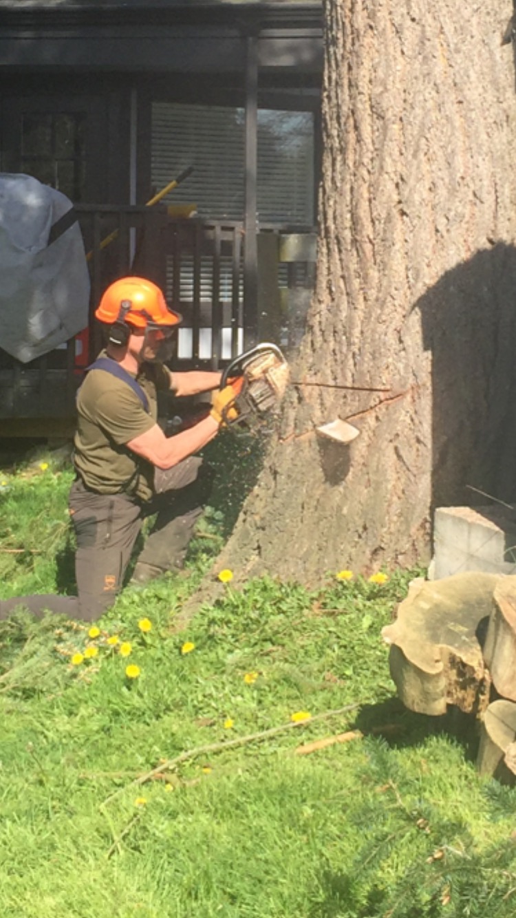 Carefully cutting a tree to ensure it falls in the right direction